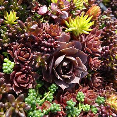 Sedum x 'Live It Up Mix'
