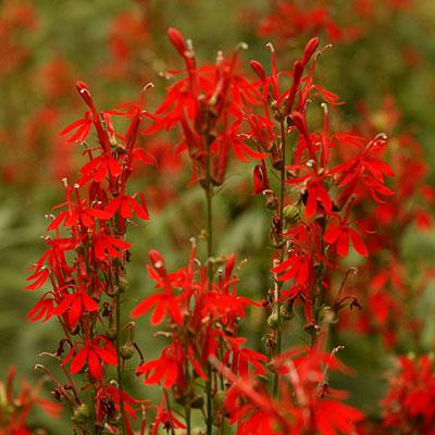 Lobelia cardinalis
