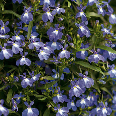Lobelia 'Laguna Compact Blue with Eye'