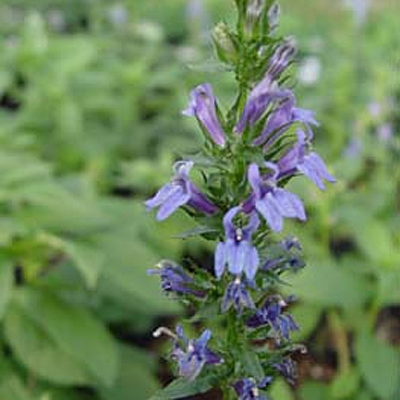 Lobelia siphilitica