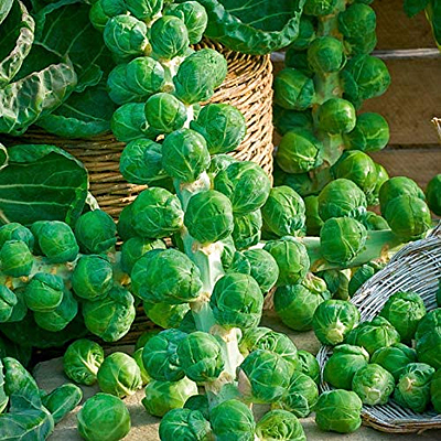 Brussel Sprouts 'Long Island Green'