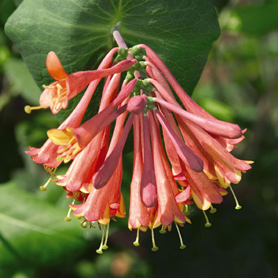 Lonicera x b. 'Dropmore Scarlet'