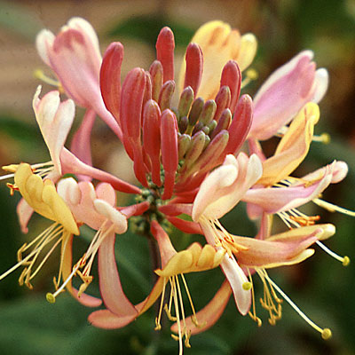 Lonicera x heckrotti