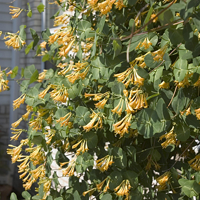 Lonicera x b. 'Honeybelle'