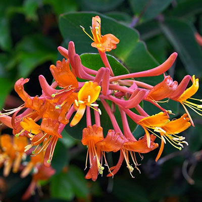 Lonicera s. 'Mandarin'