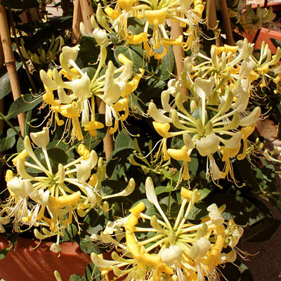 Lonicera p. 'Scentsation'