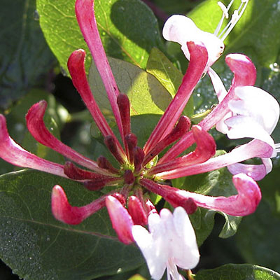 Lonicera p. 'Serotina'