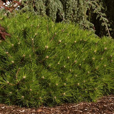 Pinus densiflora 'Low Glow'