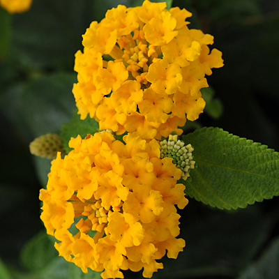 Lantana 'Little Lucky Pot of Gold'