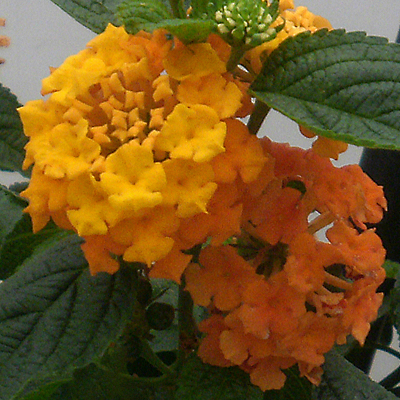 Lantana 'Little Lucky Orange'
