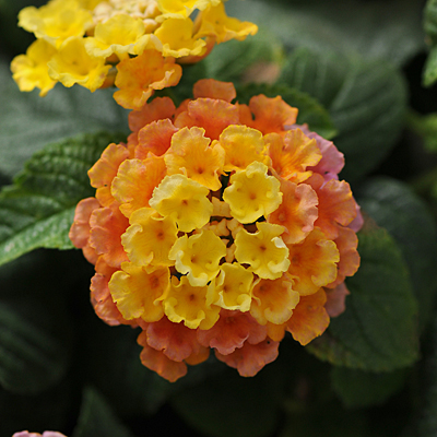 Lantana 'Little Lucky Peach Glow'