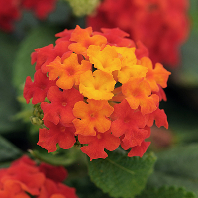 Lantana 'Little Lucky Red'