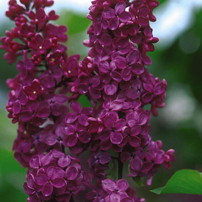 Syringa v. 'Ludwig Spaeth'
