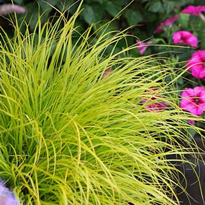 Pennisetum a. 'Lumen Gold'