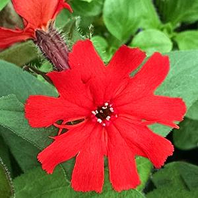 Lychnis x 'Lumina Bronze Leaf'