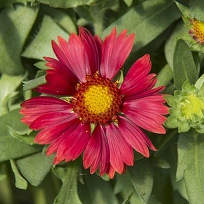 Gaillardia x g. 'Lunar Red Moon'