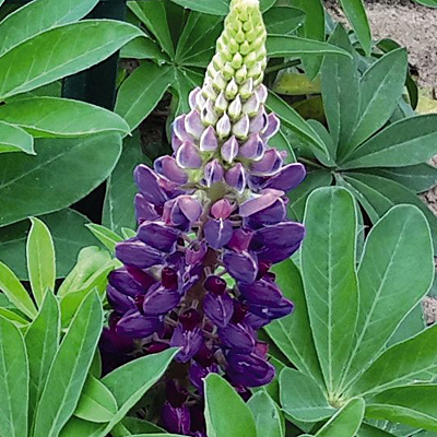 Lupinus poly. 'Lupini Blue Shades'