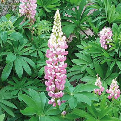 Lupinus poly. 'Lupini Pink Shades'