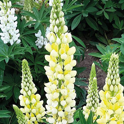 Lupinus poly. 'Lupini Yellow Shades'