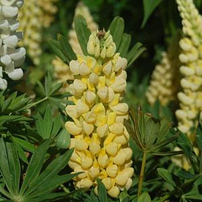 Lupinus 'Chandelier'