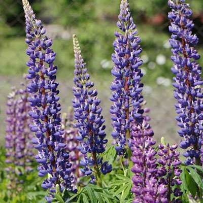 Lupinus 'The Governor'