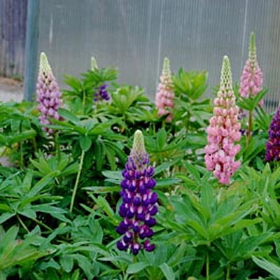 Lupinus 'Woodfield Hybrids'