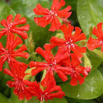 Lychnis chalcedonica