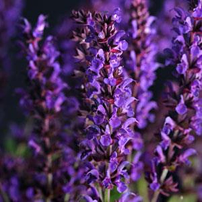 Salvia n. 'Lyrical Blues'