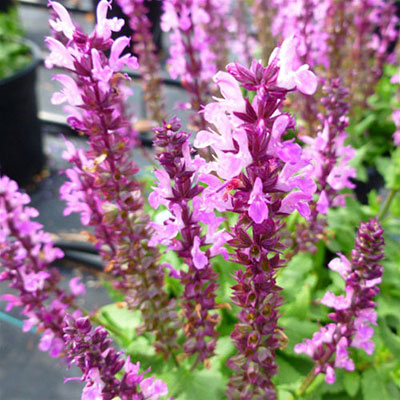 Salvia n. 'Lyrical Rose'