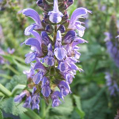 Salvia n. 'Lyrical Silvertone'