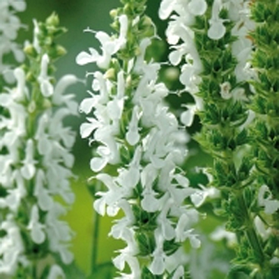 Salvia n. 'Lyrical White'