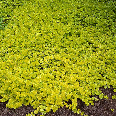 Lysimachia n. 'Aurea'