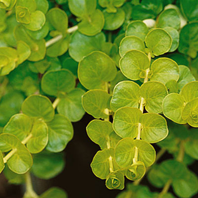 Lysimachia nummularia 'Goldilocks'