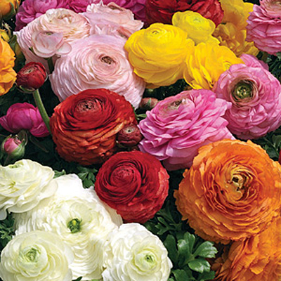 Ranunculus 'Mache Mix'