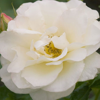 Rosa 'Macy's Pride'