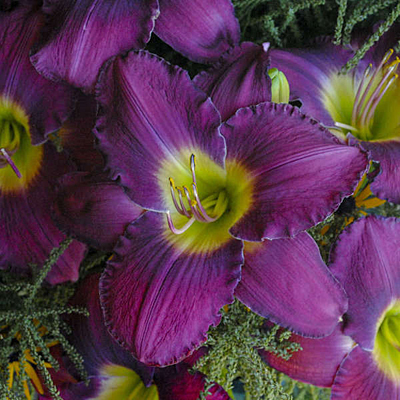 Hemerocallis 'Maestro Puccini'