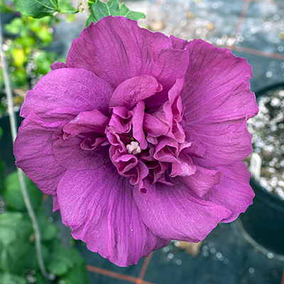 Hibiscus s. 'Magenta Chiffon'