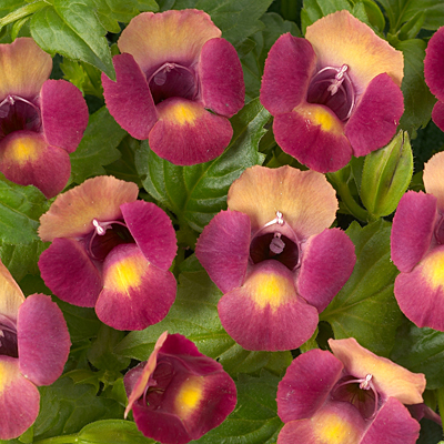 Torenia 'Magenta Moon'