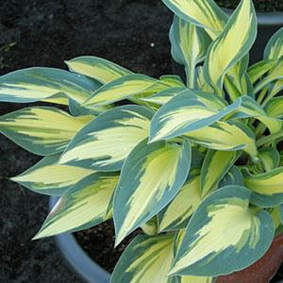 Hosta 'Magic Island'