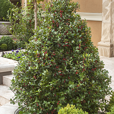 Ilex x m. 'Berri-Magic Kids' ('Blue Girl' & 'Blue Boy')
