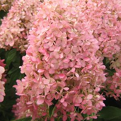 Hydrangea p. 'Magical Candle'