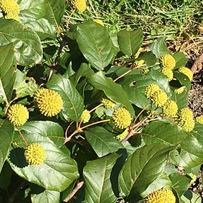 Cephalanthus o. 'Magical Moonlight'