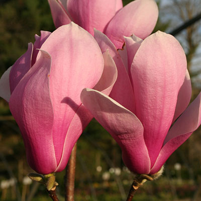 Magnolia x s. 'Alexandrina'