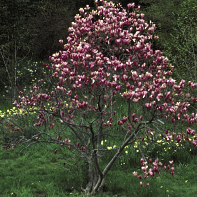 Magnolia x 'Ann'