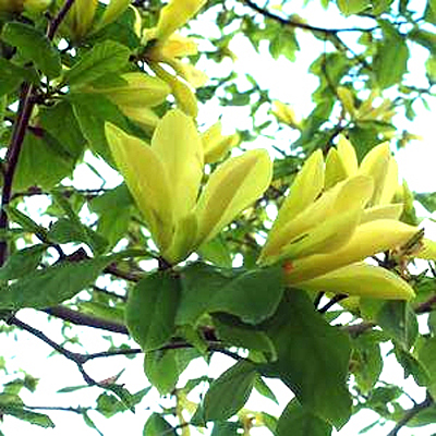 Magnolia x 'Butterflies'