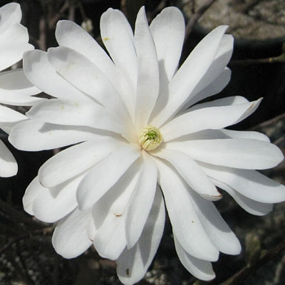Magnolia s. 'Centennial'