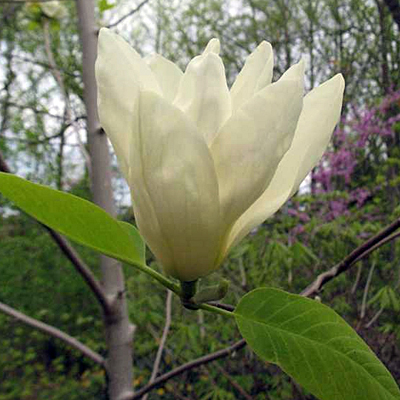 Magnolia x 'Elizabeth'
