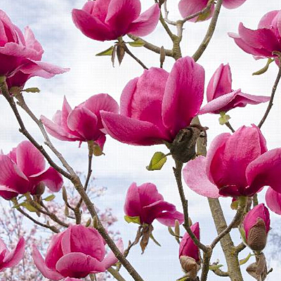Magnolia x 'Felix'