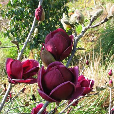 Magnolia x 'Genie'