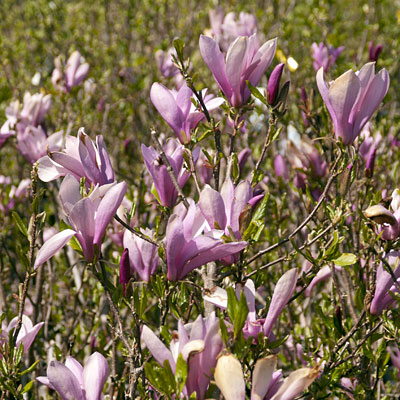 Magnolia x l. 'Leonard Messel'